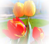 tulips by M. Ziehr