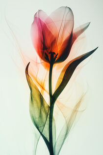 Die Röntgen-Tulpe | The X-Ray Tulip by Frank Daske