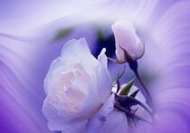 'white rosebuds' von flowersforyou