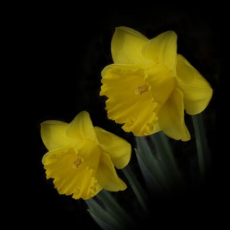 Daffodills-onblack