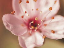 Stempel einer rosa Blüte