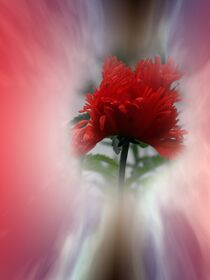 poppytime by flowersforyou