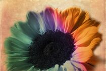 meine bunte Sonnenblume by flowersforyou