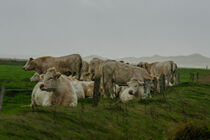 Kühe auf einer Weide an der Nordseeküste von René Lang