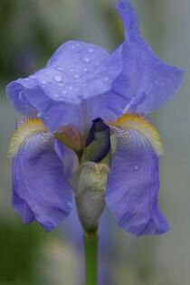 Irisblüte by flowersforyou