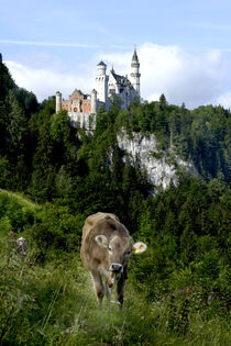 Schloss Neuschwanstein in Bayern mit Kuh auf der Weide. by Gerhard Bumann