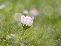 Meadow daisy by Alison Hammond