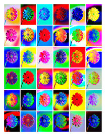 Viele verschiedenfarbige Gerberablüten in einem Tableau. by Gerhard Bumann
