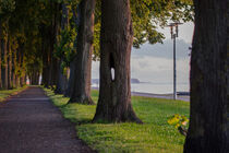 Uferpromenade in Stralsund mit einem besonderen Baum im Mittelpunkt von René Lang