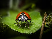 mad ladybug by Ivan Sievers