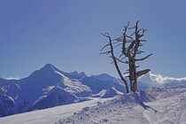 Abgestorbener Baum vor Alpenpanorama