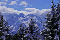 Blick durch die Bäume auf die Berggipfel der Alpen im Winter