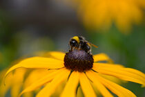 Biene auf einer Sommerblume von René Lang