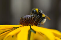 Biene besucht eine Sommerblume von René Lang