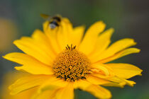 Fokussierte Sommerblume mit davonfliegender Biene  von René Lang