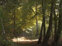 Herbstlicher Wald by Markus Beck