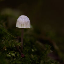 mushroom with white cap by Alison Hammond
