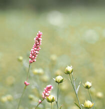 Pink meadow flower by Alison Hammond