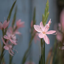 Pink flower in garden setting by Alison Hammond