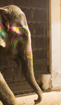 Indian Elephant von Tricia Rabanal