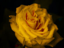 Yellow Rose by Ivan Sievers