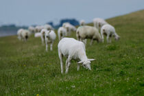 Schafe auf einem Deich in Norddeutschland