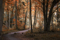 'Path To Sunlight' von CHRISTINE LAKE