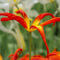 Aussergewohnliche-tulpe-in-rot-gelb