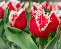 Rote Tulpen mit ausgefransten weißen Rändern von Tanja Brücher