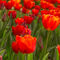Rote-tulpen-im-sonnenlicht