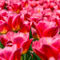 Rotes-tulpenmeer