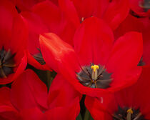 Rote Tulpe in voller Blüte von Tanja Brücher