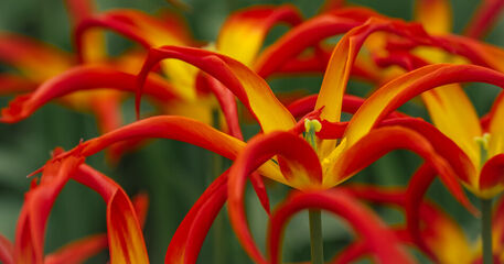 Tulpen-aussergewohnlich-rot-gelb