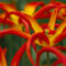 Tulpen-aussergewohnlich-rot-gelb