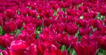 Tulpenwiese in rot von Tanja Brücher