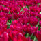 Tulpenwiese-rot