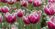 Tulpen mit weißen, ausgefransten Rändern. von Tanja Brücher