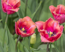 'Außergewöhnliche Tulpen mit Fransen' von Tanja Brücher
