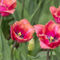 Tulpen-rot-lila-mit-fransen