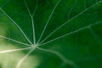 Strukturen auf einem grünen Blatt
