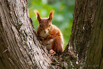 Rotes Eichhörnchen Red Squirrel (Sciurus vulgaris) im Park Schönbrunn - Wien von Franz Grolig