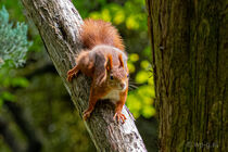 Rotes Eichhörnchen Red Squirrel (Sciurus vulgaris) im Park Schönbrunn - Wien by Franz Grolig