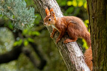 Rotes Eichhörnchen Red Squirrel (Sciurus vulgaris) im Park Schönbrunn - Wien by Franz Grolig