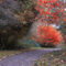'Autumn Splendour' von CHRISTINE LAKE