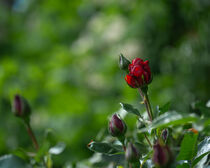 Die Knospe macht sich bereit zur Rose zu erblühen by Tanja Brücher