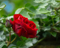 Rote Rose erblüht von Tanja Brücher