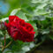 'Rote Rose erblüht' von Tanja Brücher