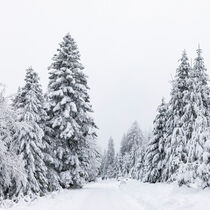Winter im Schwarzwald - Wanderer auf Wanderweg