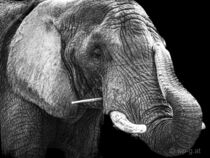 „Elefant“ von Franz Grolig