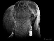 „Elefant“ von Franz Grolig